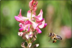 Korunga Tohumu (5 kg)-Arı Bitkisi Lütfübey Çeşidi