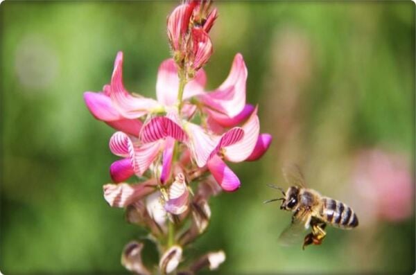Korunga Tohumu (5 kg)-Arı Bitkisi Lütfübey Çeşidi