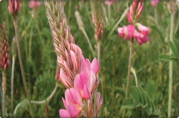 Korunga Tohumu (5 kg)-Arı Bitkisi Lütfübey Çeşidi