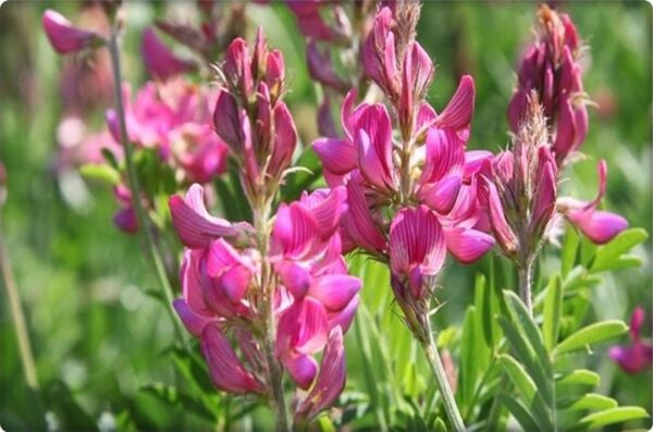 Korunga Tohumu (5 kg)-Arı Bitkisi Lütfübey Çeşidi