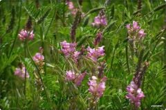 Korunga Tohumu (10 kg)-Arı Bitkisi Lütfübey Çeşidi