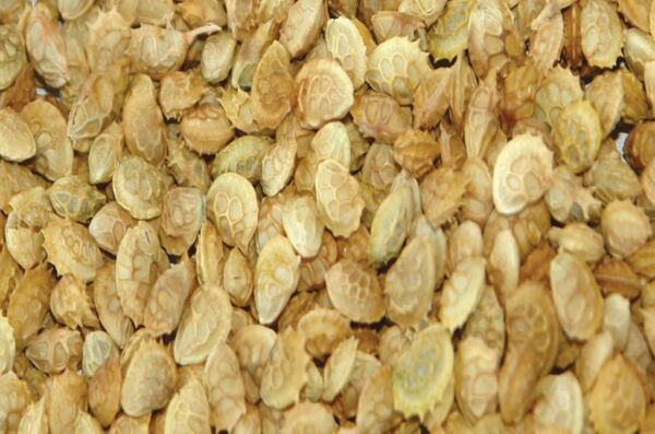 Korunga Tohumu (10 kg)-Arı Bitkisi Lütfübey Çeşidi