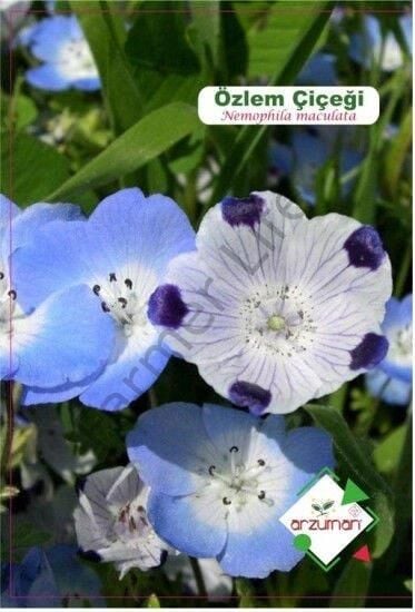 Özlem Çiçeği Tohumu (50 Adet)