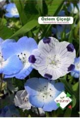 Özlem Çiçeği Tohumu (50 Adet)