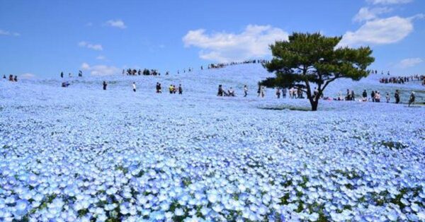 Özlem Çiçeği Tohumu (50 Adet)