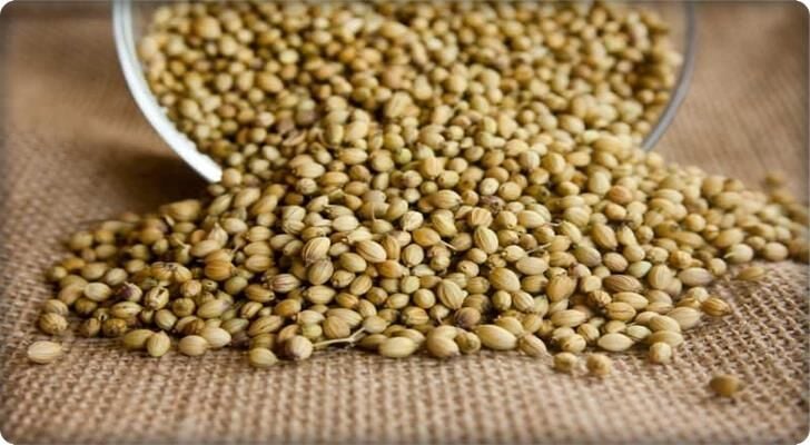 Kişniş Tohumu (Aş Otu) 10 Gram