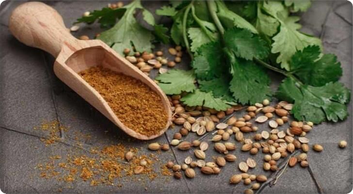 Kişniş Tohumu (Aş Otu) 10 Gram