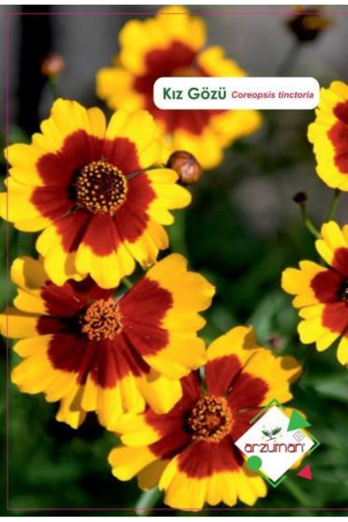 Kız Gözü Çiçeği Tohumu 100 Adet