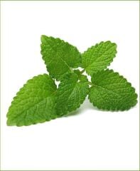 Melisa (Limon Oğulotu) Tohumu 50 adet