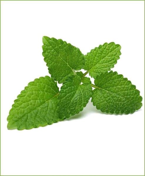 Melisa (Limon Oğulotu) Tohumu 50 adet