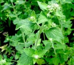 Melisa (Limon Oğulotu) Tohumu 50 adet