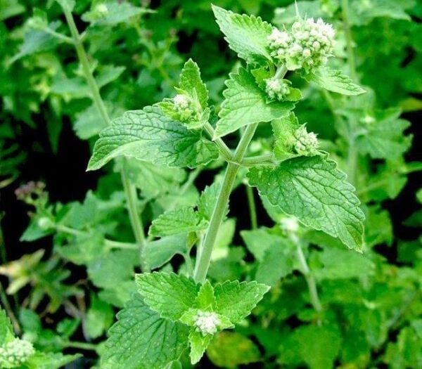 Melisa (Limon Oğulotu) Tohumu 50 adet