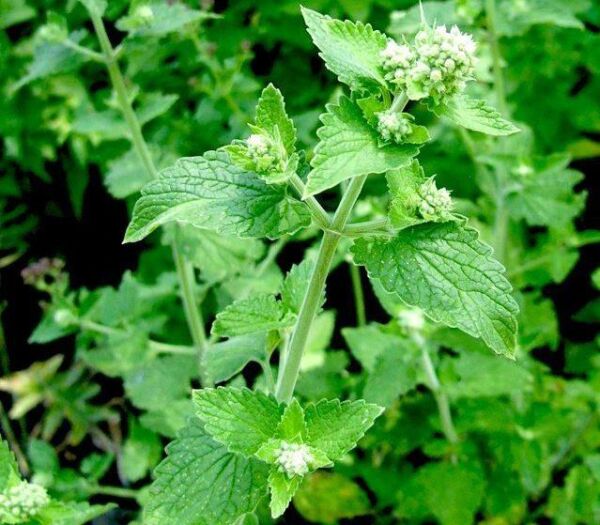 Melisa (Limon Oğulotu) Tohumu 50 adet