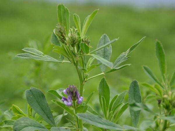 Mutlu Tohum Sunter Kaplamasız 10 kg