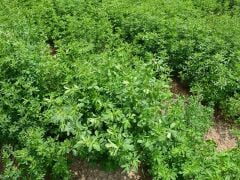 Mutlu Tohum Sunter Kaplamasız 10 kg