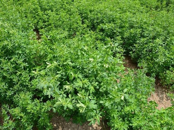 Mutlu Tohum Sunter Kaplamasız 10 kg