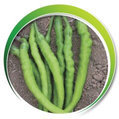 Makrogen Tatlı Kıl Biber Tohumu 25 gr