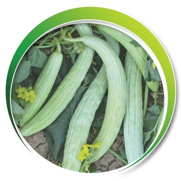 Makrogen Acur Tohumu 10 gr