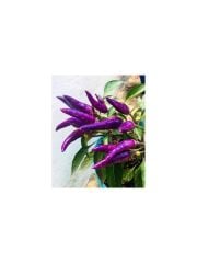 Arzuman Mor Cin Biber Tohumu 5 gr