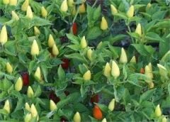 Arzuman Konik Biber Tohumu 10gr