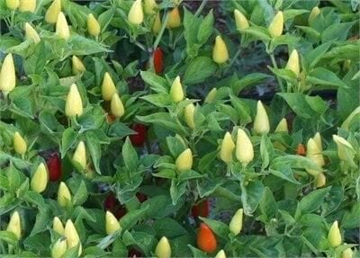 Arzuman Konik Biber Tohumu 10gr