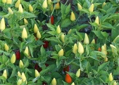 Arzuman Konik Biber Tohumu 10gr