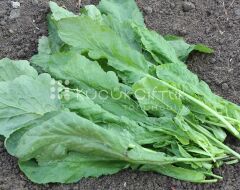 Küçükçiftlik Tere Tohumu Teneke 500 gr