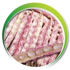 Makrogen Oturak Barbunya 1 kg