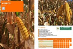Hibrit Mısır Tohumu - KWS KEBEOS - 50.000 Adet