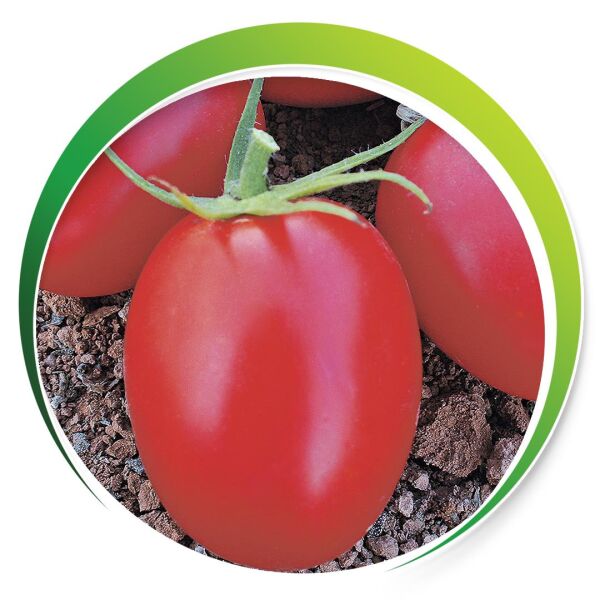 Makrogen Rio Grande Domates Tohumu 10 gr