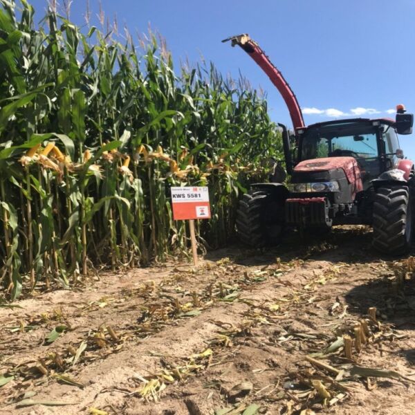 Hibrit Mısır Tohumu - KWS 5581 - 50.000 Adet