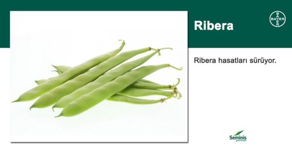 Seminis Ribera Oturak Fasulye Tohumu 1 kg