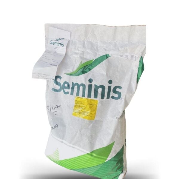 Seminis Ribera Oturak Fasulye Tohumu 1 kg