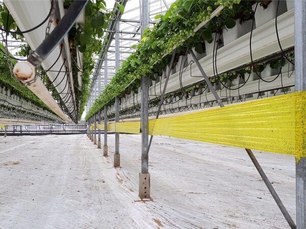 Roll Trap Sarı Rulo Yapışkanlı Si̇nek Tuzağı 15 cm x 50 m