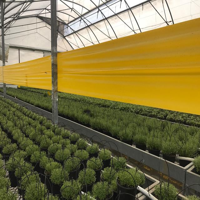 Roll Trap Sarı Rulo Yapışkanlı Si̇nek Tuzağı 15 cm x 50 m