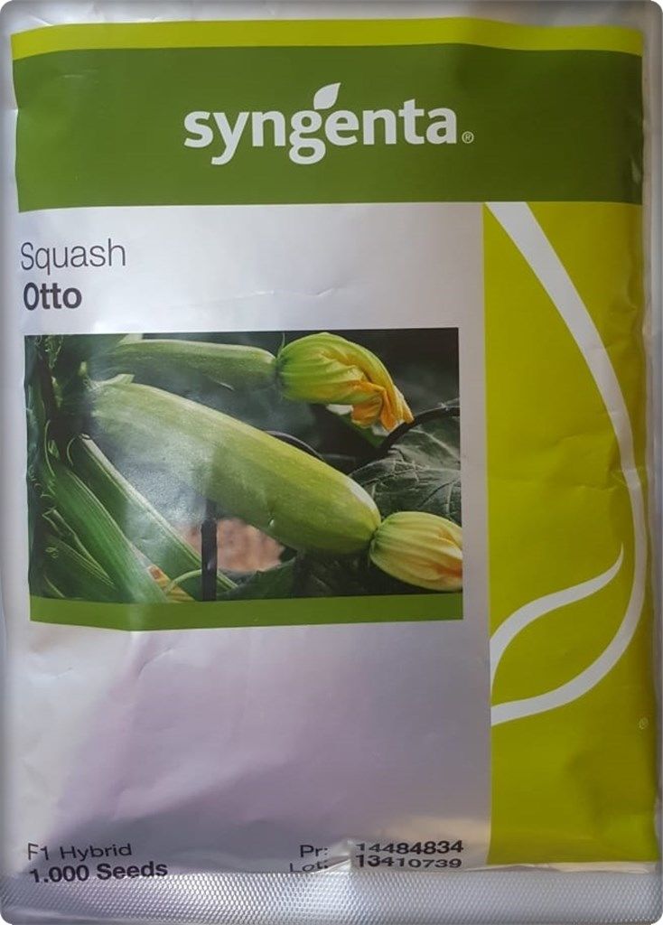 Otto F1 Kabak Tohumu Hibrit (1000 çekirdek)