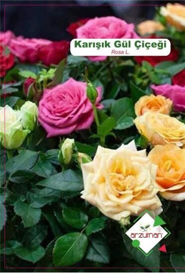 Arzuman Karışık Gül Çiçeği Tohumu (15 adet)