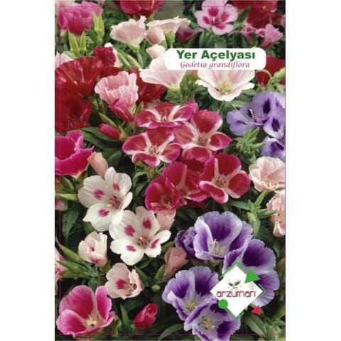 Arzuman Yer Açelyası (100 Adet)