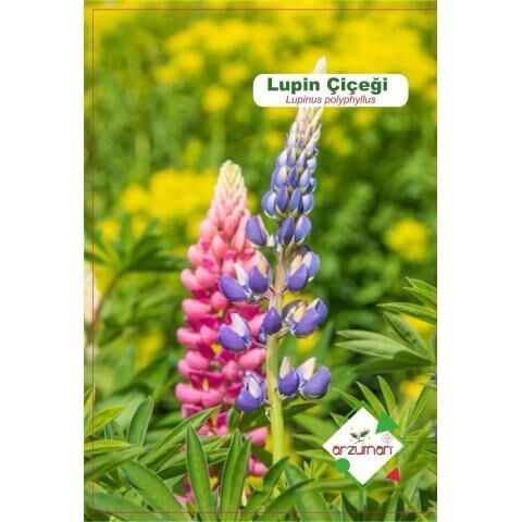 Arzuman Lupin Çiçeği Tohumu ( 5 Adet)