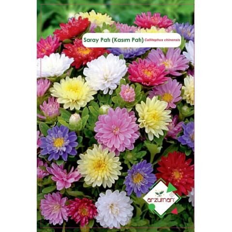 Arzuman Saraypatı-Kasımpatı Çiçeği Tohumu (50 adet)