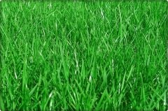 Çim Tohumu Tekli Karışım 2 Kg ( Lolium perenne )