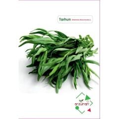 Arzuman Tarhun Tohumu (50 Adet)