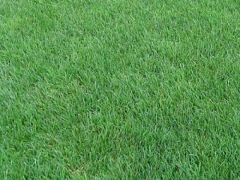 Çim Tohumu Tek Karışım 1 Kg ( Lolium perenne )