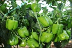 Kandil Dolma Biber Tohumu (10 Gr) (İnce Kabuk)