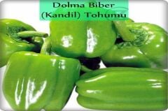 Kandil Dolma Biber Tohumu (10 Gr) (İnce Kabuk)