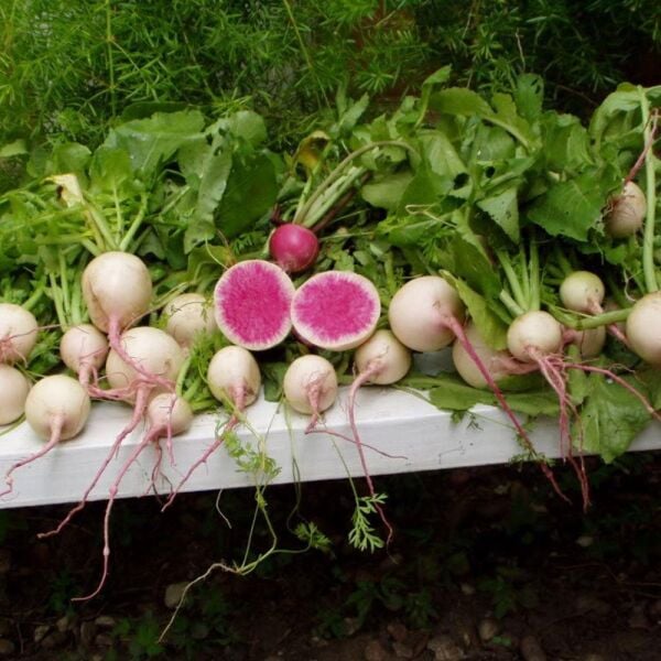 BT Burçin Çin Turp Tohumu 25 gr