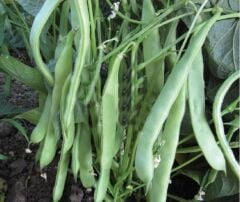 Bursa Tohum | Balkız Fasulye Tohumu 1 Kg