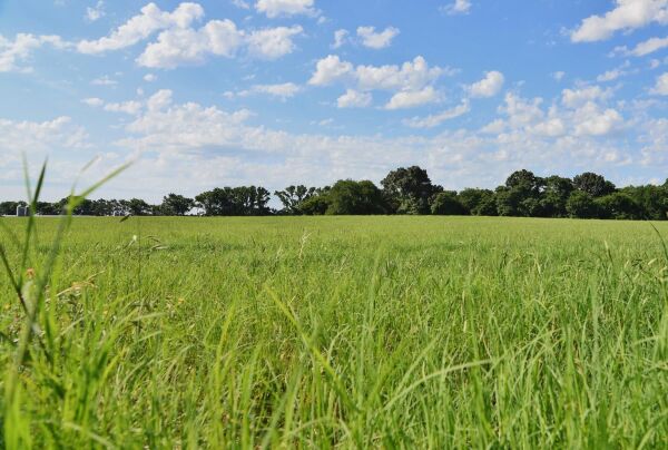 Bermuda Çimi (Ayrık Otu)Tohumu 1 kg Orijinal Ambalaj