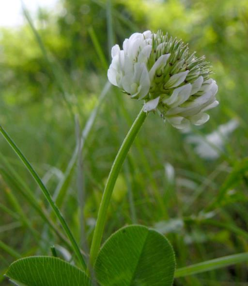 Üçgül Tohumu 1 Kg- Süs Yoncası ( Trifolium Repens ) Orijinal Ambalaj