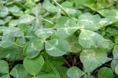 Üçgül Tohumu 1 Kg- Süs Yoncası ( Trifolium Repens ) Orijinal Ambalaj